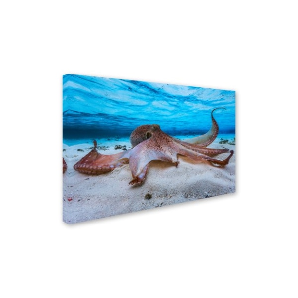 Barathieu Gabriel 'Octopus' Canvas Art,22x32